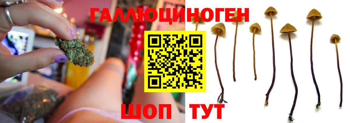 Галлюциногенные грибы GOLDEN TEACHER Красноярск